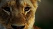 دانلود فیلم Malika the Lion Queen 2021